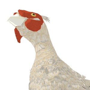 ユニークな鳥キャラクター ユニークな鳥キャラクター - メルカリ