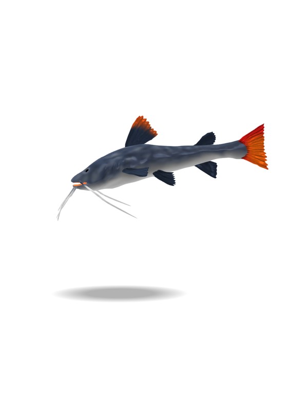 洋書　Catfishes (ナマズ) 大型本 Viewer discretion advised] When a catfish was killed alive